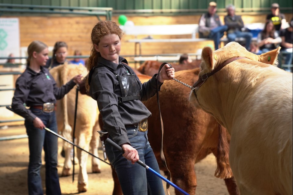 Jacqueline Brink, a member of the Sundre 4H Club, was among the contenders in the beef category during the May 26-27 Sundre and Bergen 4-H Multi Clubs’ 67th annual show and sale.
Photo courtesy of Natalie Winters