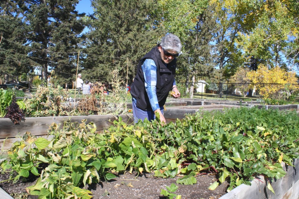 A group of green thumbs who rent plots at the Sundre Community Garden gathered to socialize on the sunny afternoon of Thursday, Sept. 26 that came following overnight rainfall and a cloudy morning. Among them were Melba Caldwell, who lives in town and rents out two raised planters for personal use as well as another two whose harvests help out the McDougal Chapel’s Plus 1 Emergency Food Hamper program.
Simon Ducatel/MVP Staff