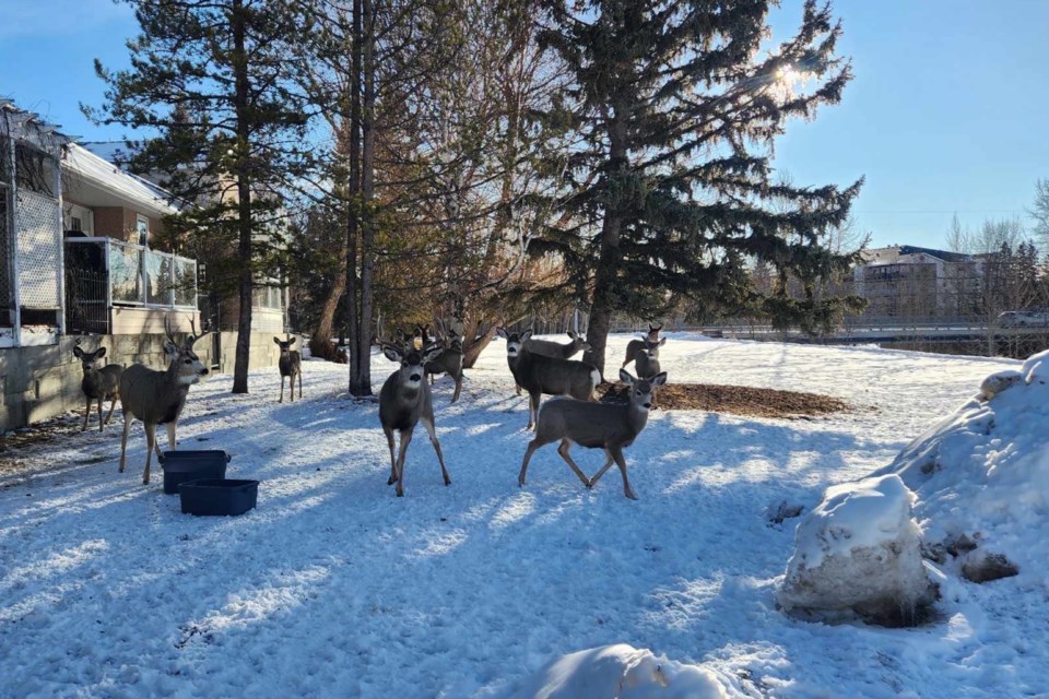 The Town of Sundre council has passed a bylaw prohibiting the feeding of wildlife intended largely to stop residents from leaving out food for deer. Bins of feed that have been left out in a yard near the multi-use recreational path immediately west of the Centre Street bridge over Bearberry Creek have drawn out large numbers of deer that have in turn caused safety concerns among some residents who frequent the path.    
Submitted photo 