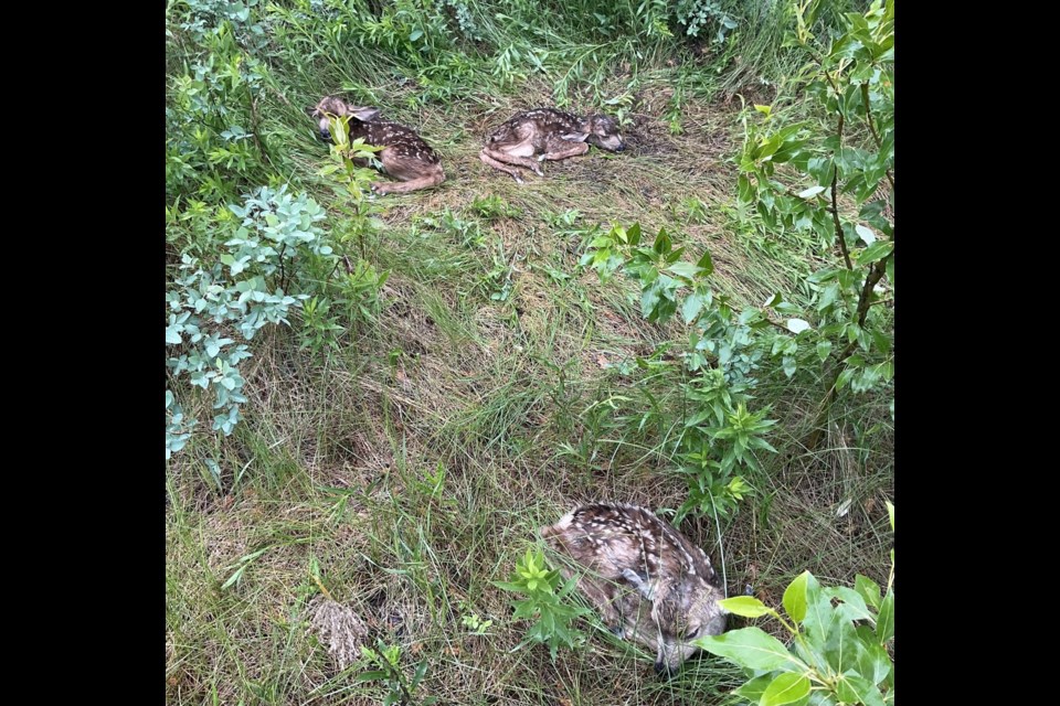 Three newborn fawns huddle in the grass in a park adjacent to a home in Olds.