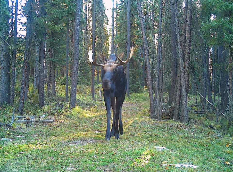 mvt-trail-cam-moose-bull