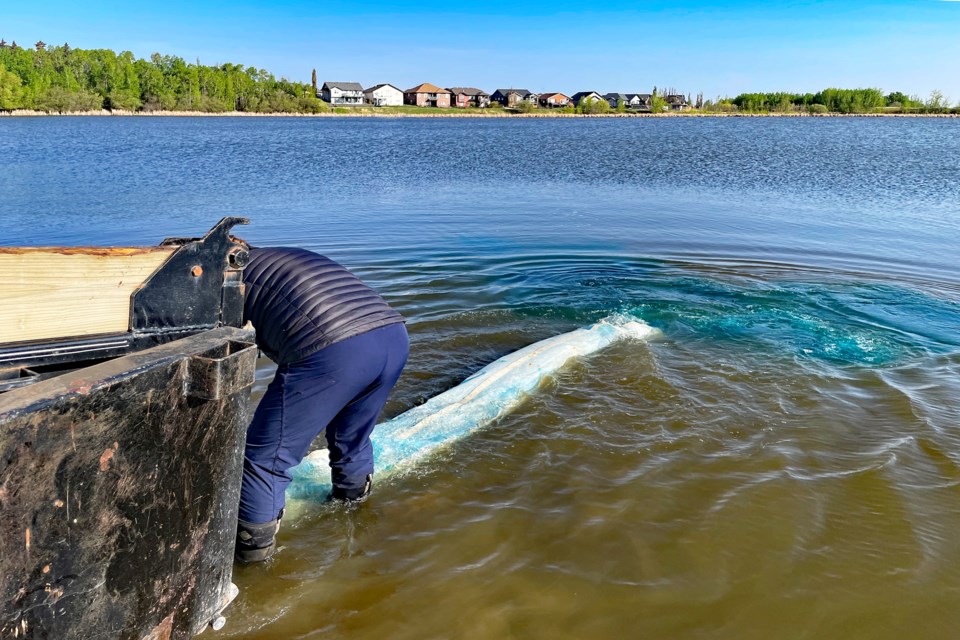 During the morning of May 14 Eckville's On The Hook Fish Farm released 300 rainbow trout and 200 tiger trout into Innisfail's Dodd's Lake; the third consecutive year the lake has been stocked with sport fish.
 Johnnie Bachusky/MVP Staff