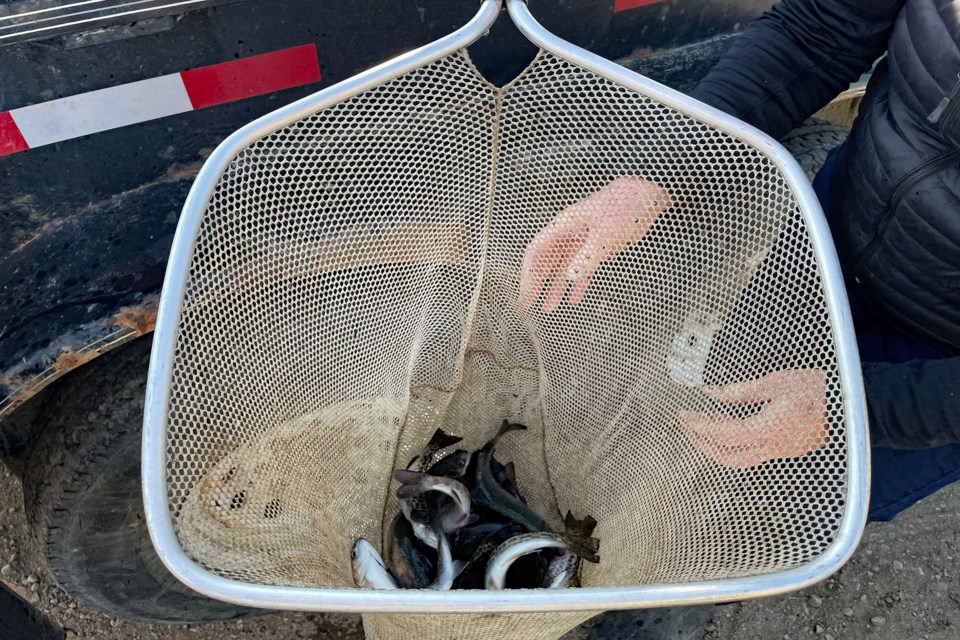 Dodd's Lake trout release arrives early in Innisfail 