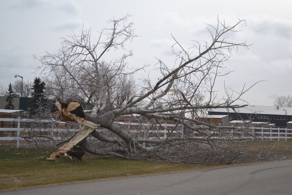 MVT Wind damage college tree-2