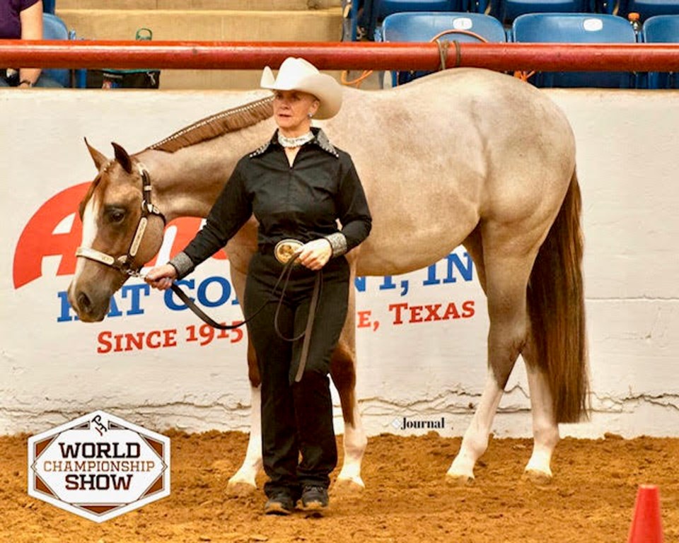 MVT World championship horse