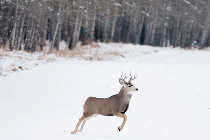 The recent increase in the number of deer around Sundre may attract predators.