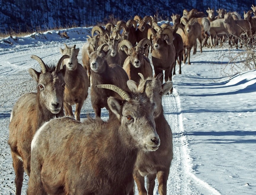 THE SEARCH FOR SALT ó Sheep lined up on the road to Ya Ha Tinda looking for road salt off of vehicles on New Year&#8217;s Day.,