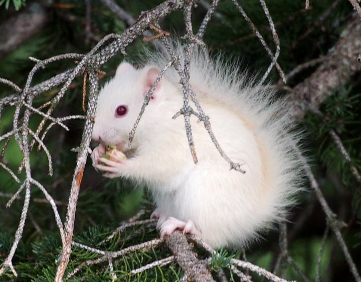 Bergen-area wildlife enthusiast and photographer Phil Hambrook said he&#8217;s never before seen an albino squirrel in the region — that is until he spotted this one munching 