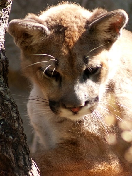 While there have been signs of cougars moving through the area in recent months, Fish and Wildlife officials said there have been no reports of serious conflicts or