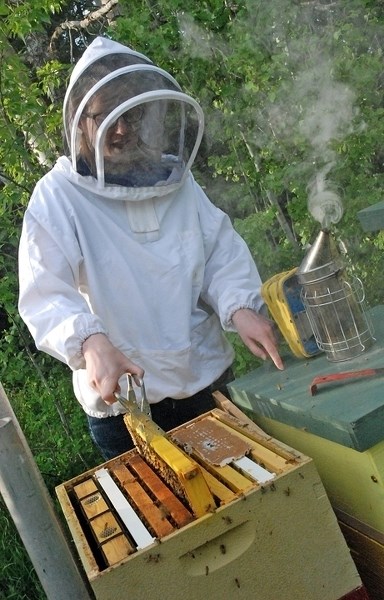 So long as they do not feel threatened, the bees remain largely calm to work around.