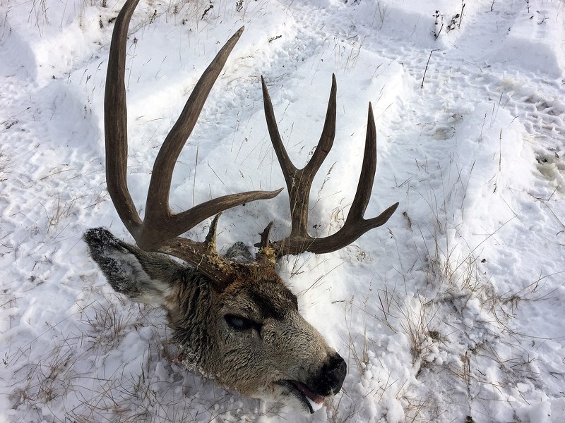 District Fish and Wildlife officials are looking for information after a mule deer buck was shot near Twp. Rd. 212 west of Carstairs over the weekend of Nov. 4-5. The local