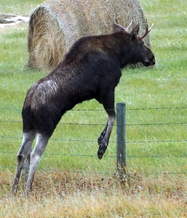 MOOSE ON THE MOVE — A young bull moose easily hops over a fence about five kilometres south of Sundre near Bergen earlier this fall before the snow started to come down.