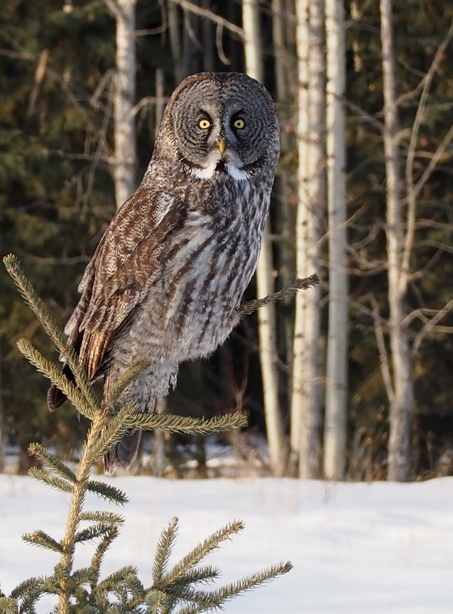 Phil Hambrook captured this picture of a great grey owl earlier this month as the bird of prey carefully attempted to balance itself on a roughly seven-foot spruce tree just