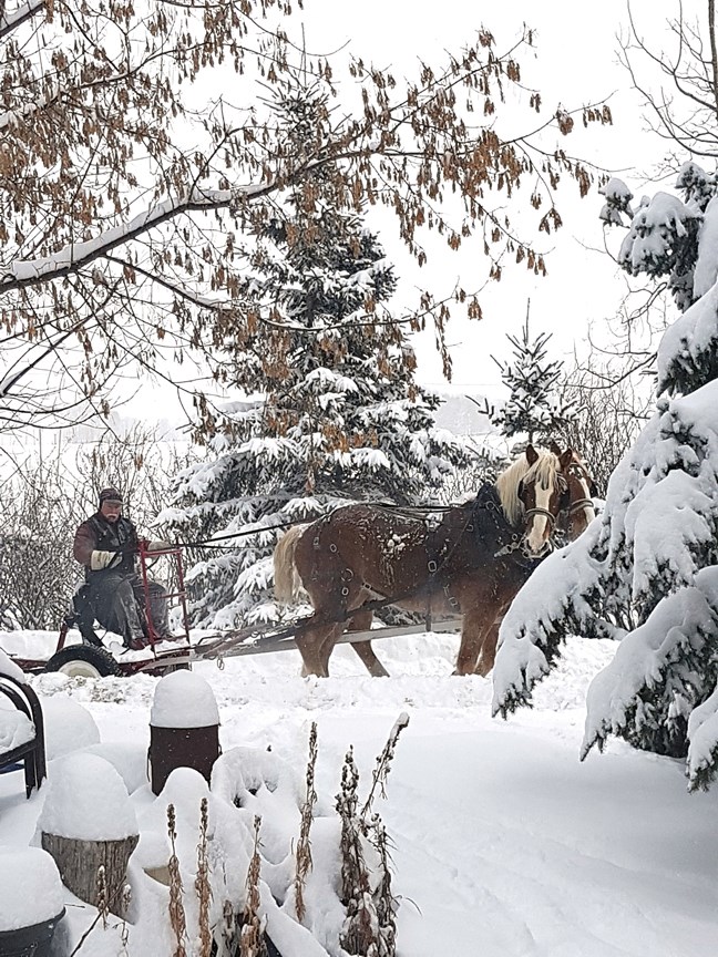 Judy Christie Nelson&#8217;s neighbour Murray Young clears a rural laneway with his horse-drawn snowplow south of Westward Ho following one of the winter&#8217;s heavy