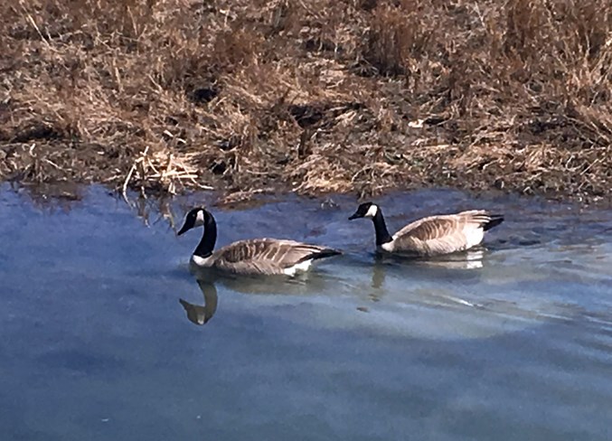 Canada Geese