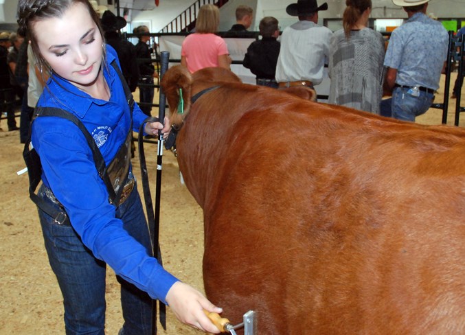 4-H Show and Sale