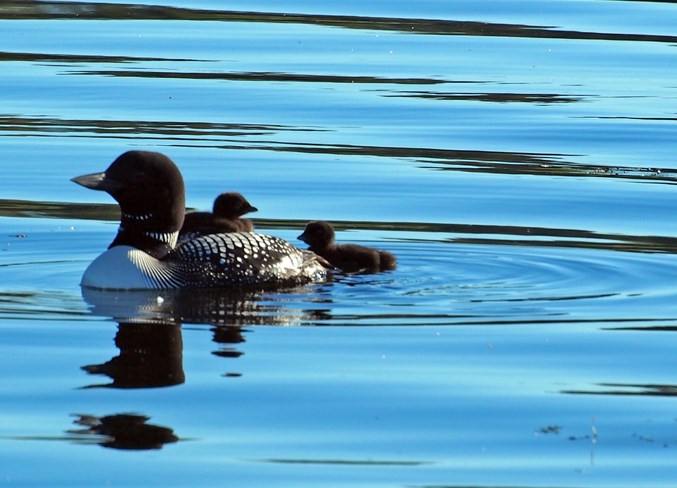 Scenes of Sundre-Loon chicks