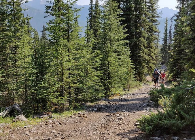 The final uphill slog on the hike in to Bryant Creek Shelter.