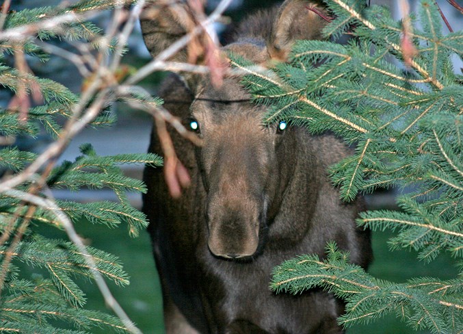 meandering moose