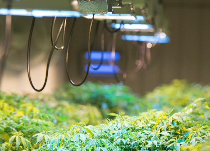 Noel West/MVP StaffPlants under growing lights in the facility.