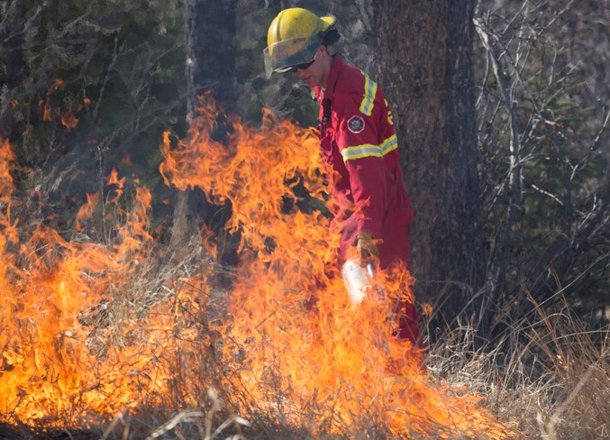  A Sundre Fire Department member lights an area of grass during the controlled burn.