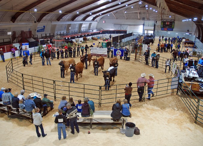  The Sundre Arena was a busy place on Monday, May 27 during the 62nd annual Sundre and Bergen 4-H Show and Sale.