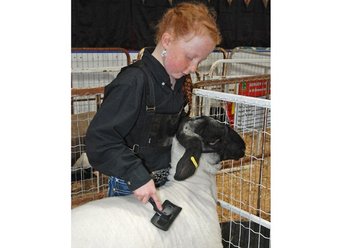  Kenley Sammons, a member of the Bergen 4-H Multi Club, grooms her lamb.  