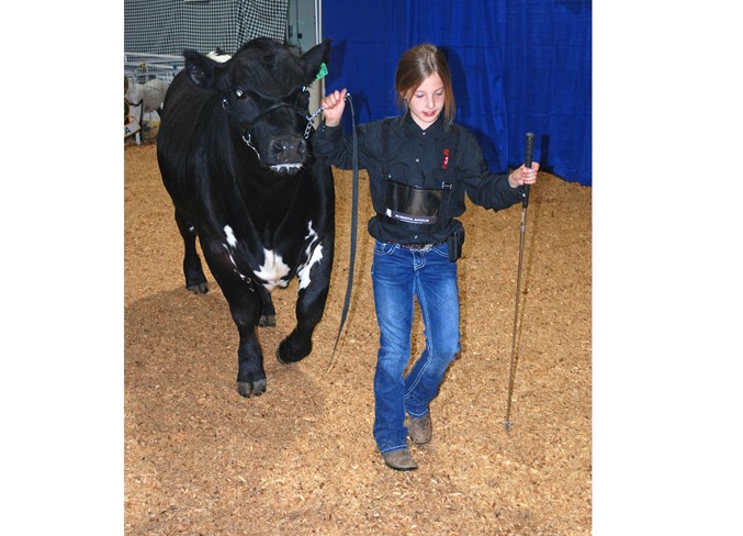  Bergen 4-H Multi Club member Aspen Luzi leads her project for judging during the show and sale.