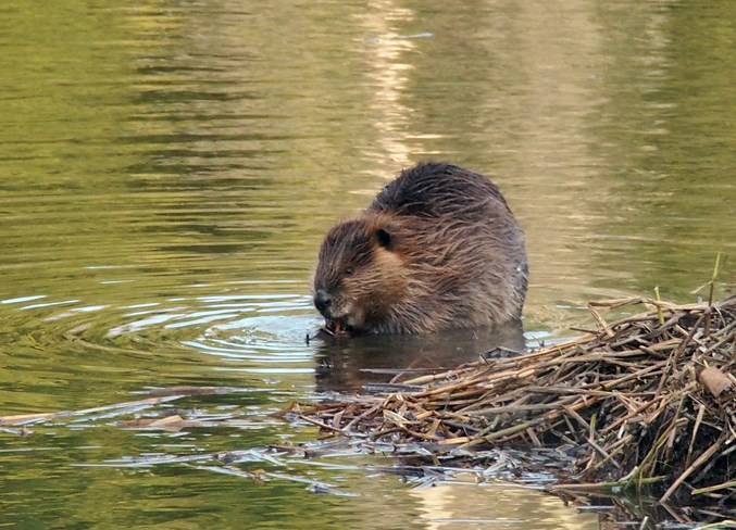  This beaver was busy chomping away on a twig west of Bergen on May 11.