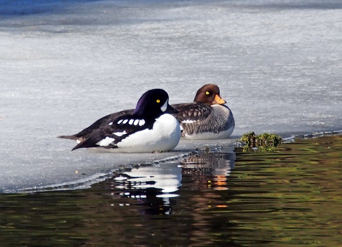 Scenes of Sundre-ducks