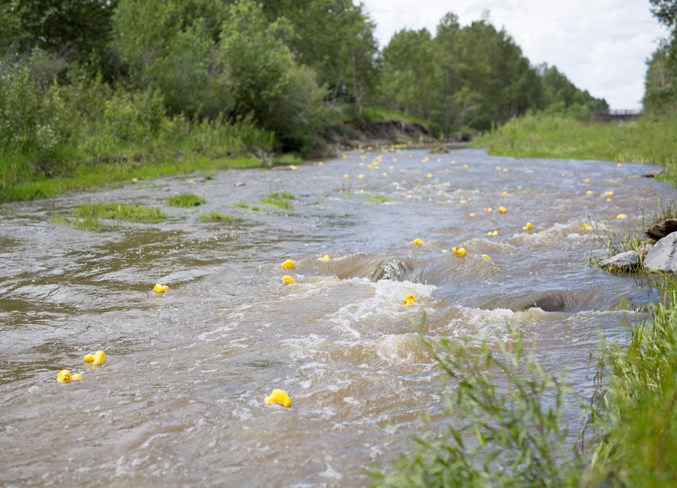 Rubber ducks float down Bearberry Creek during the event.