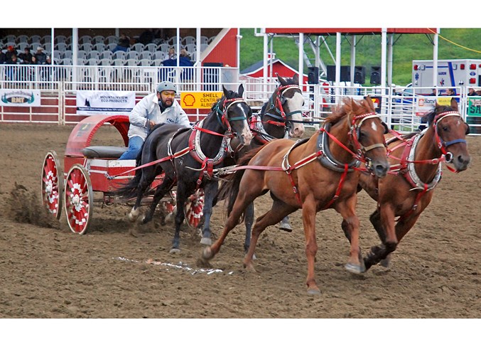  Chuckwagon driver Calvin Rowan races his team of horses.