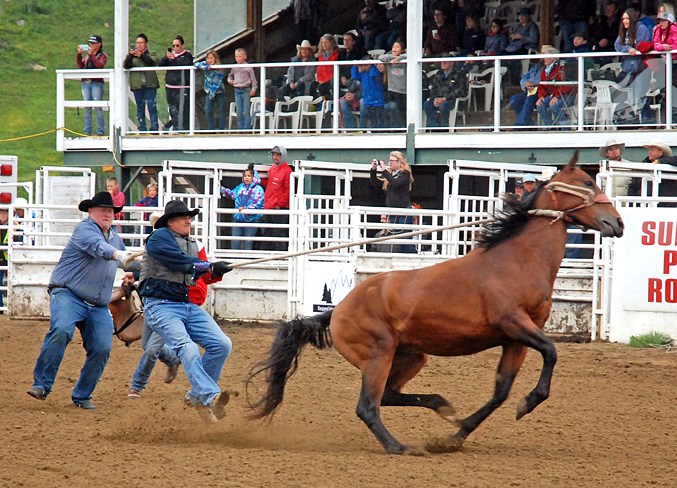  A team struggles to rein in their steed during the wild horse race.