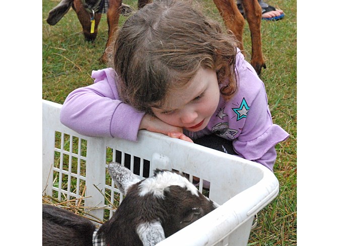  Katelyn Hope, 3, gets up for a closer look at one of the goats at a petting zoo that was set up by Butterfield Acres Petting Farm. She was among a group of about a dozen children who came out from the Mount Imagination Daycare.