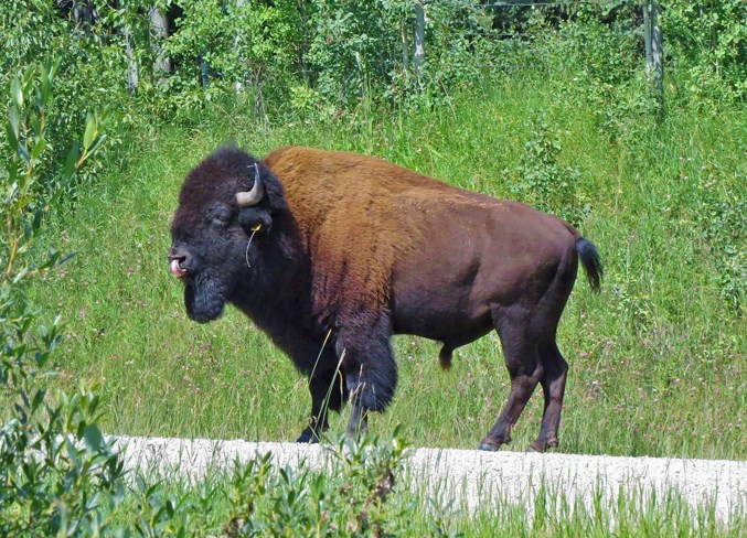 bison