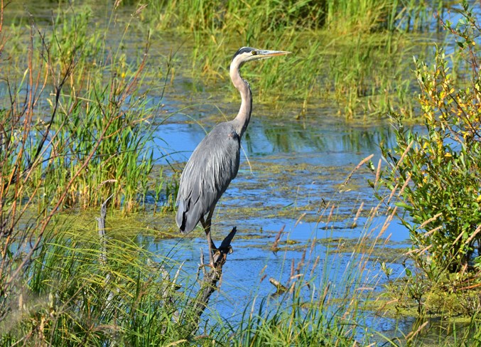 scenes of sundre-blue heron original