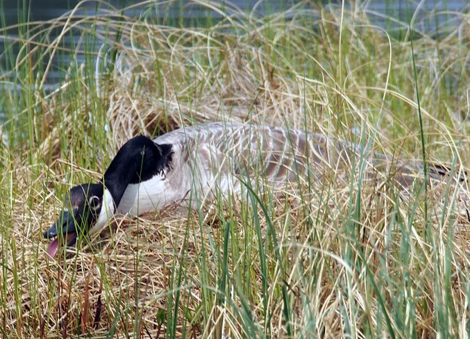 scenes of sundre-goose