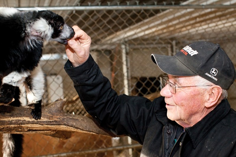 Lynn Gustafson feeds a black and white ruffed lemur in an indoor enclosure at the GuZoo last Tuesday.