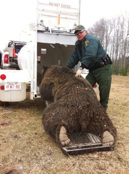 Bear response team leader Kelly Wilson helps move a 320-kilogram bear into a trap northwest of Sundre.