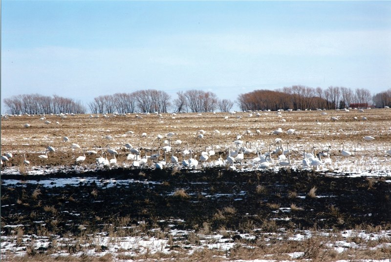 Norm Lissel&#8217;s photograph taken in mid-April of swans spread over an 80-acre parcel situated five miles northwest of Olds. In past years