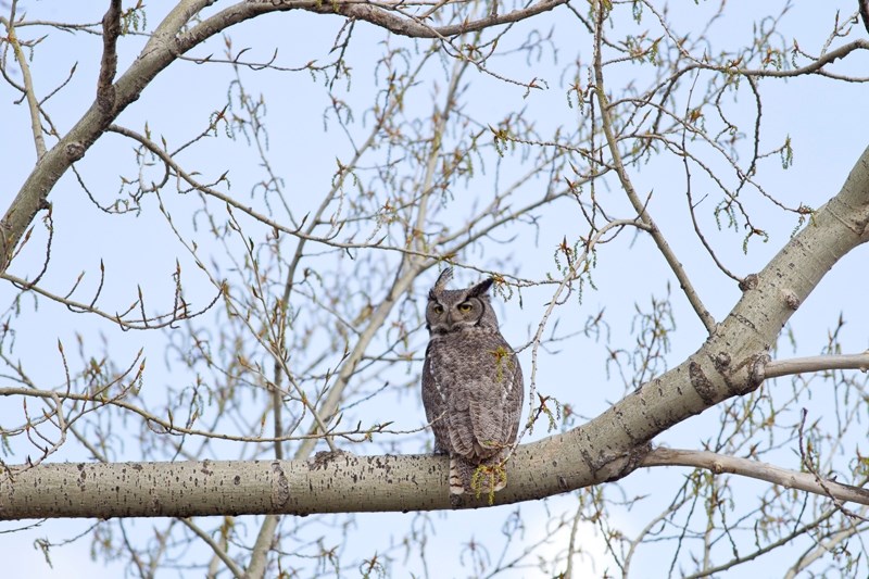 A great horned owl rests in a tree in the Jackson area of the county last Thursday.