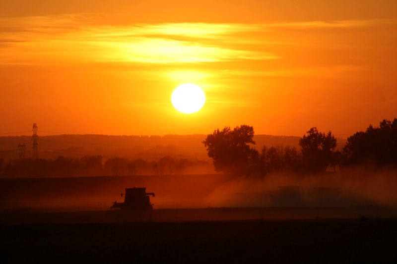 A farmer combines a field in Red Deer County last week.