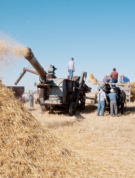 Neighbours and friends work together to thresh a small field of wheat near Carstairs with an antique 1927 George White threshing machine.