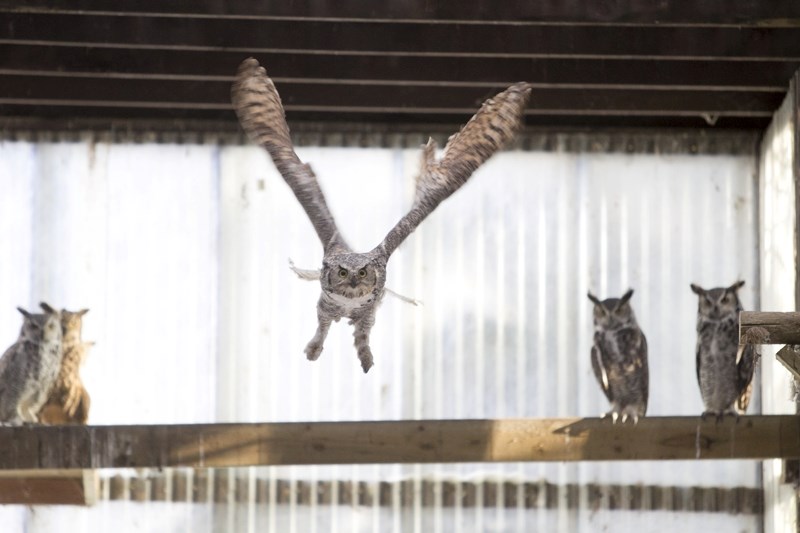 A Great Horned Owl flies in an enclosure at the centre last week.