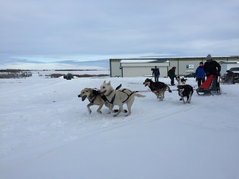 Chelsea McLaughlin and her team of sled dogs set off on a practice run at the Didsbury Agricultual Society grounds north of Didsbury on Dec. 27.