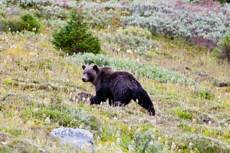 A grizzly bear moves up a hill