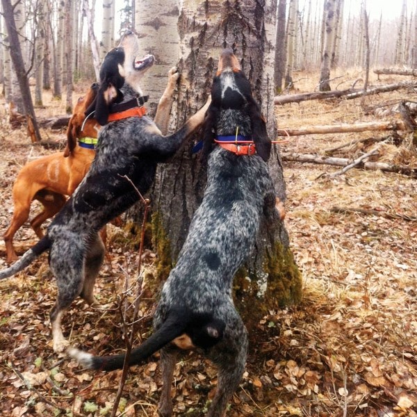 Hounds take part in a event west of Sundre.