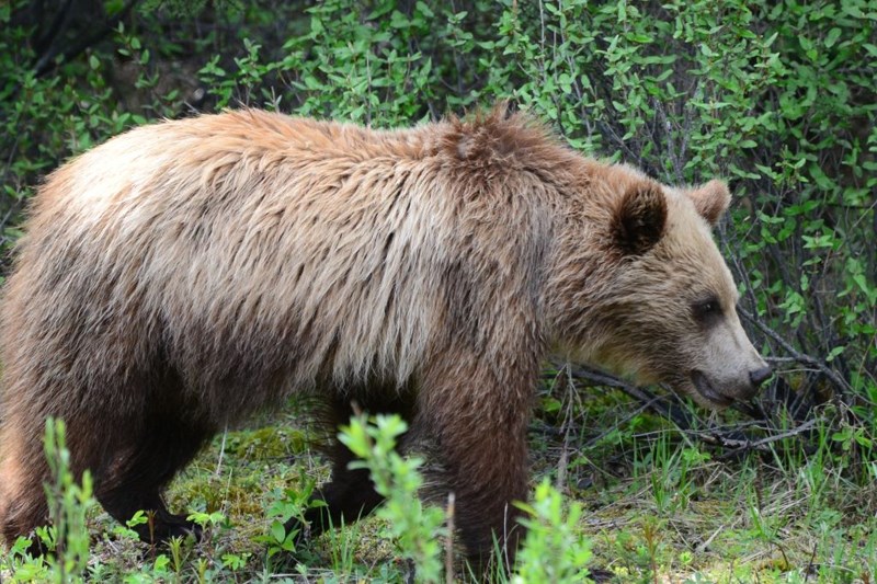 A grizzly bear west of Sundre.