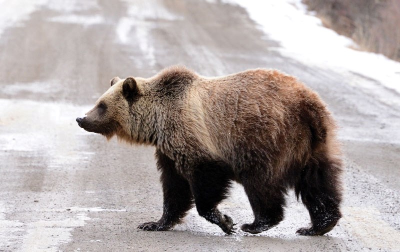 A grizzly bear walks on a highway west of Sundre.