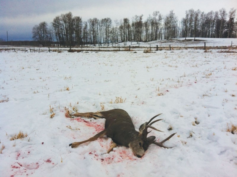 A deer killed north of Water Valley.